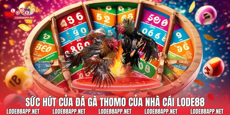 Sức hút của đá gà thomo của nhà cái Lode88